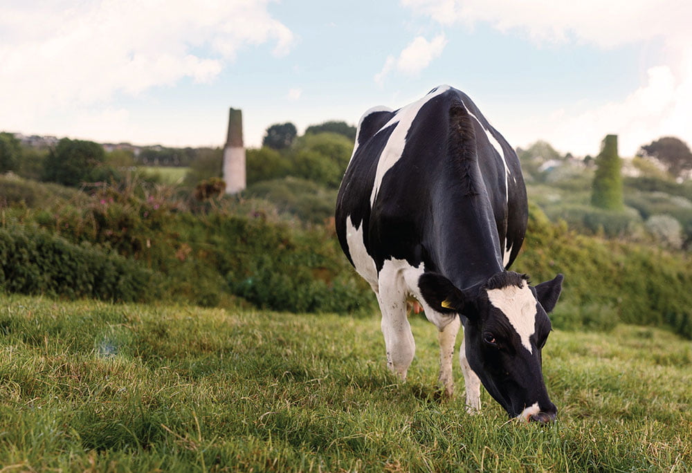 cow grazing field Cornwall